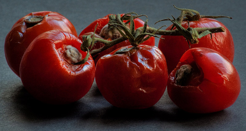 rotten-tomatoes
