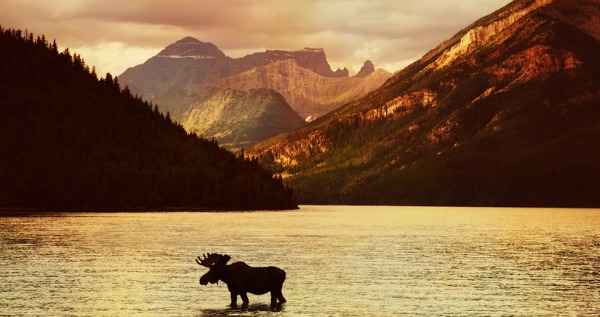 moose, Canada, Rockies