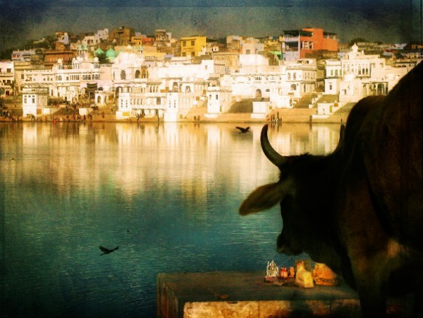 Photo of cow in India by Nick Kenrick.