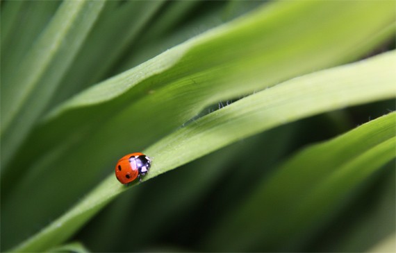 featured-ladybug-martin-lougas