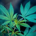 6 Surprising Benefits of Medical Marijuana