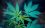 6 Surprising Benefits of Medical Marijuana