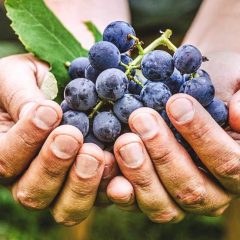 050317_resveratrol_THUMB_LARGE