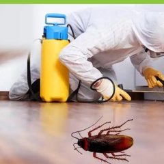 cockroaches-pest-control-services-500x500-3b190a81