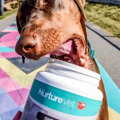 is it ok to change dog food-2ed2d9e1